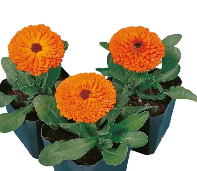 Calendula Calypso Orange W/Black Center Flower Seeds