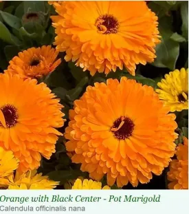 Calendula Calypso Orange W/Black Center Flower Seeds
