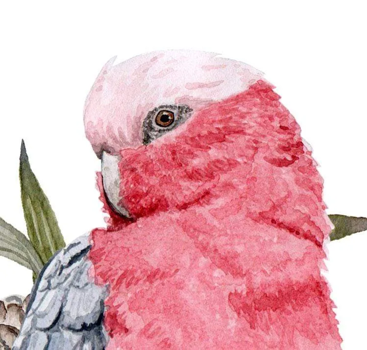 Galah Art Print Front