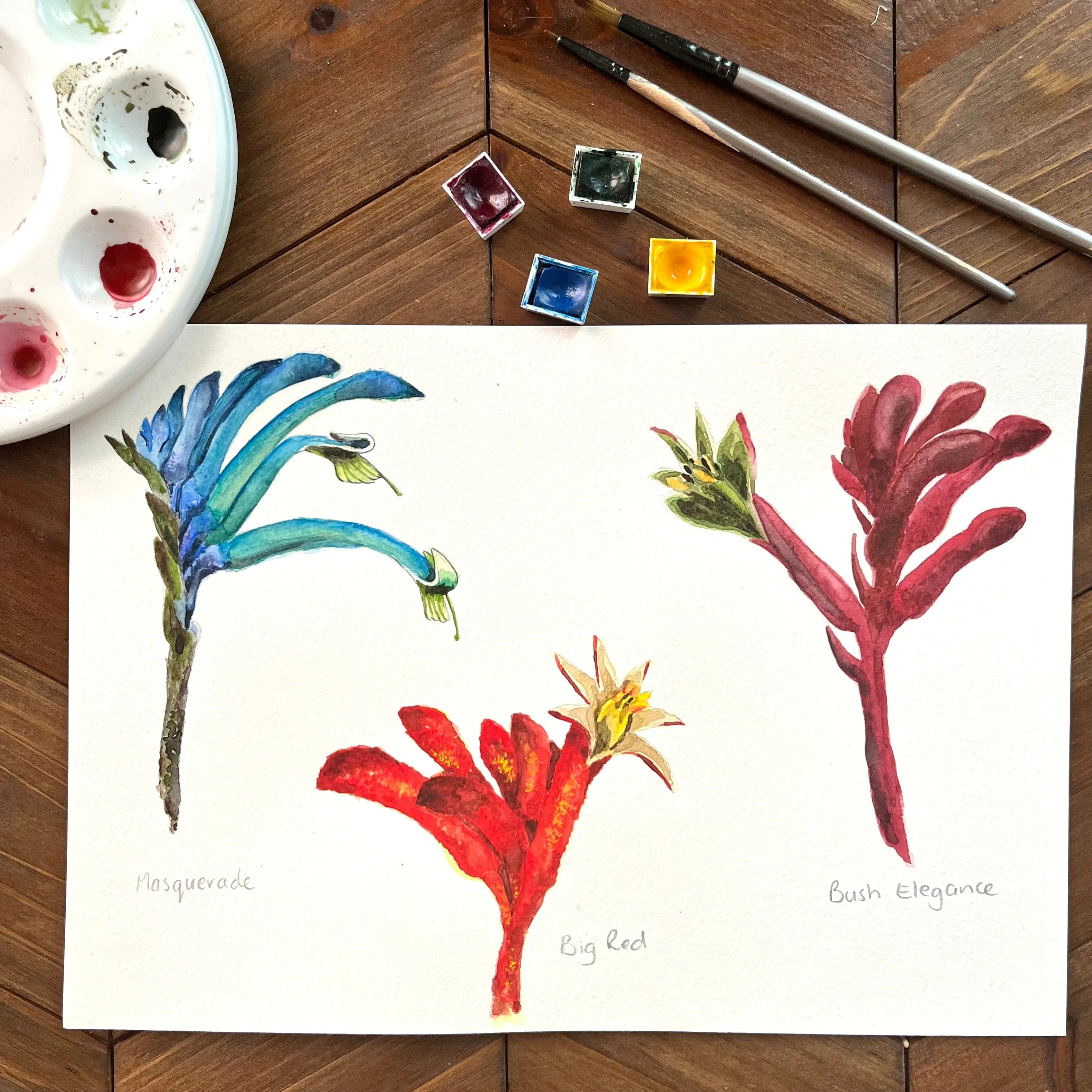 Kangaroo Paws Art Print