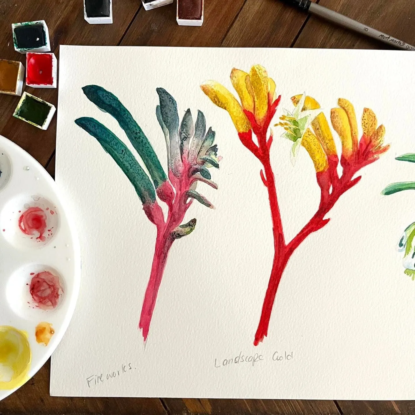 Kangaroo Paws Art Print