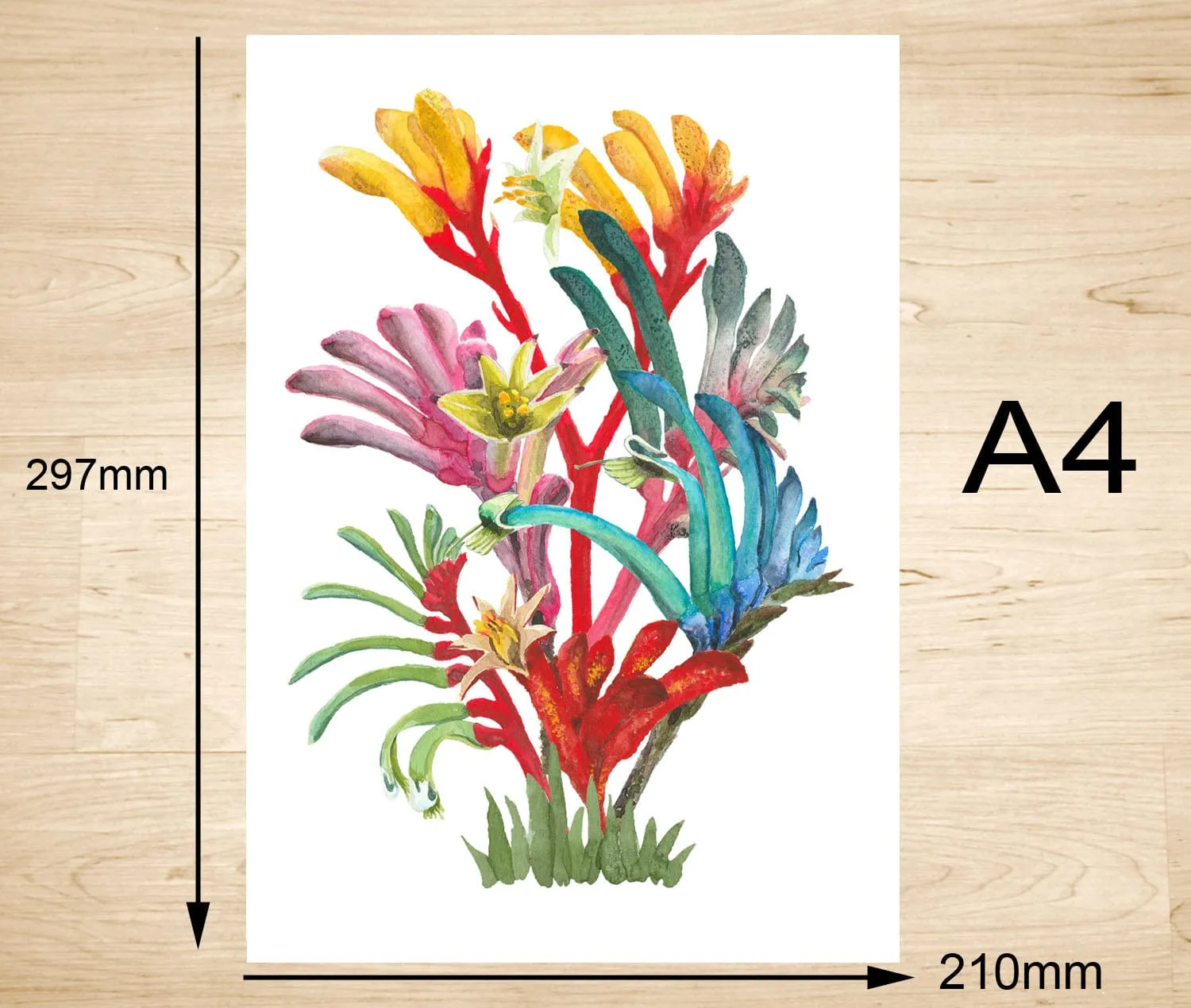 Kangaroo Paws Art Print